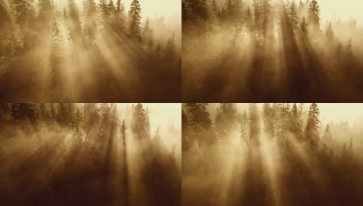 飞过松树林，温暖的金色阳光穿透树木和雾气。森林里令人惊叹的大雾日出。壮丽的秋天早晨在自然界高清在线视频素材下载