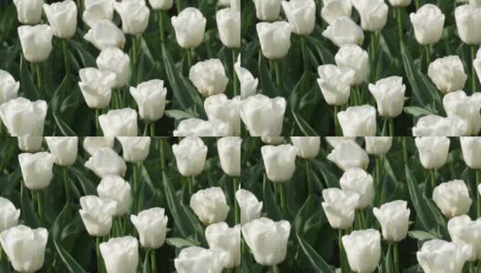 美丽的白色郁金香组合高清在线视频素材下载