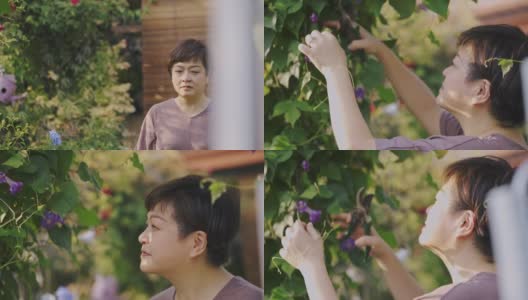 一位亚洲华人中年妇女在早晨的阳光下在她家的前院园艺高清在线视频素材下载