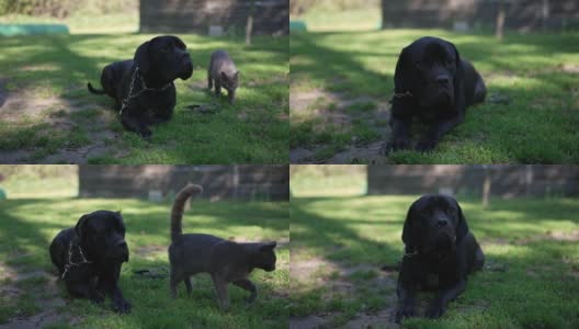 黑色的小狗吠叫，摇尾巴，推开公园里路过的猫。Cane Corso躺在绿色的草地上，望着别处等待食物。犬和猫的概念。高清在线视频素材下载