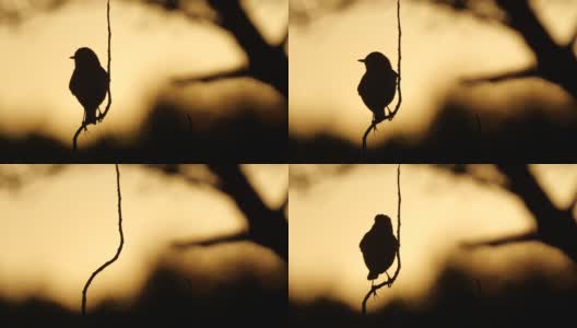 风铃鸟(风铃鸟)歌唱的鸟和太阳高清在线视频素材下载