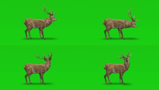 鹿在绿色屏幕上闲着。概念动物、野生动物、游戏、返校、3d动画、短视频、电影、卡通、有机、色度键、角色动画、设计元素、可循环高清在线视频素材下载