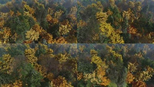 森林在秋天，美丽的色彩，高角度观赏高清在线视频素材下载