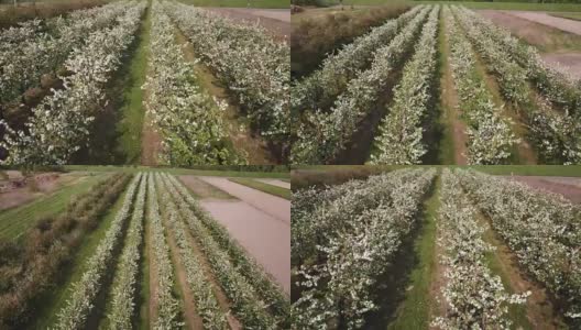 波兰田野中成行开花苹果树的鸟瞰图高清在线视频素材下载