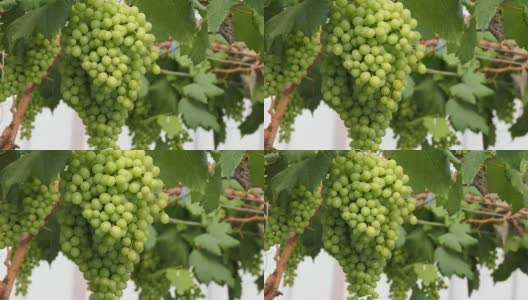 绿色的葡萄高清在线视频素材下载