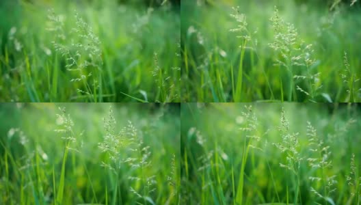 多汁的绿色草地宏观的阳光透过草地的叶子美丽的背景宏观的春天夏天的风景美丽的阳光露珠在草地上高清在线视频素材下载