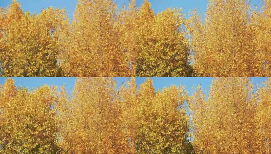 黄色autunmn树。高清在线视频素材下载