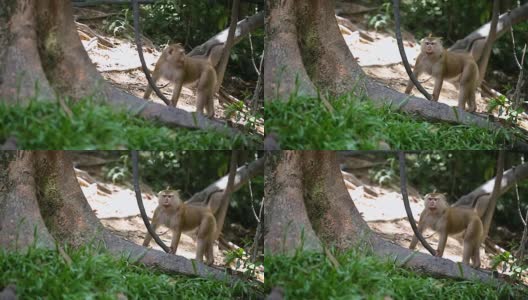 猴子生活在泰国普吉岛的一片天然森林里。高清在线视频素材下载