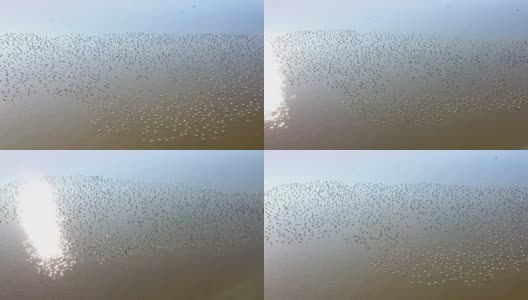 在多瑙河三角洲的一个湖上，一大群白头鹅高清在线视频素材下载