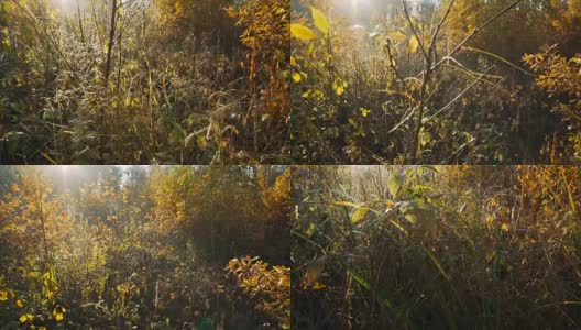 秋日清晨的森林里。高清在线视频素材下载