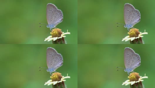 小蝴蝶在黄花上。高清在线视频素材下载