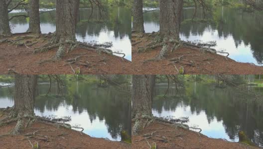 树林间的小路，穿过湖边的原始森林高清在线视频素材下载