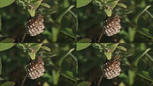 在巢中守卫幼虫的黄蜂。高清在线视频素材下载