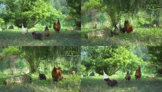 放养的鸡吃高清在线视频素材下载