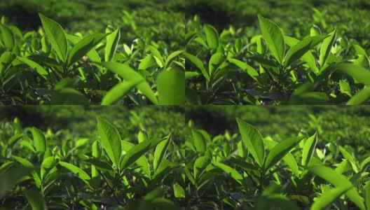 新鲜的绿茶叶子。茶园高清在线视频素材下载