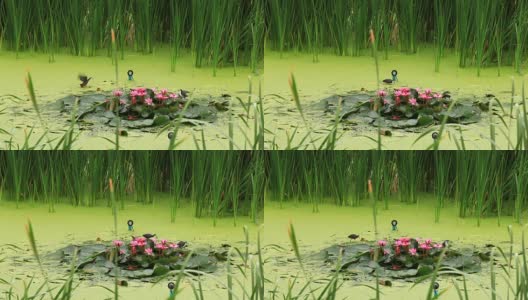 白胸水禽在一个池塘的观点高清在线视频素材下载