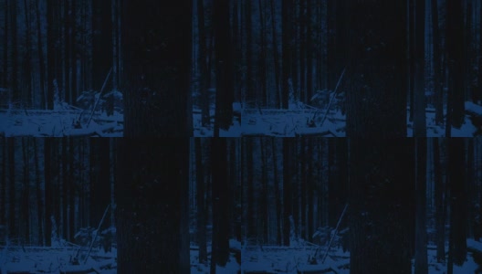 雪域森林夜晚的过路树高清在线视频素材下载