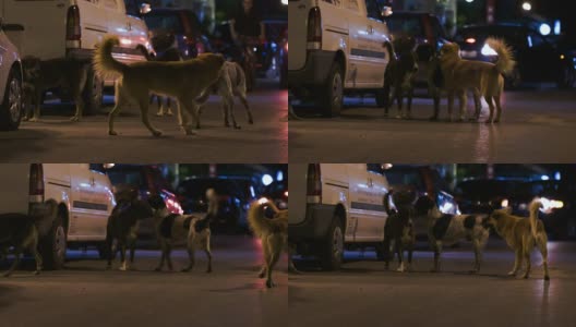 晚上有三只流浪狗在街上高清在线视频素材下载