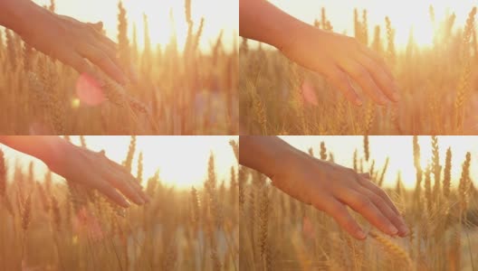 慢镜头:女孩的手抚摸着农田里金黄色的麦田里成熟的麦穗高清在线视频素材下载