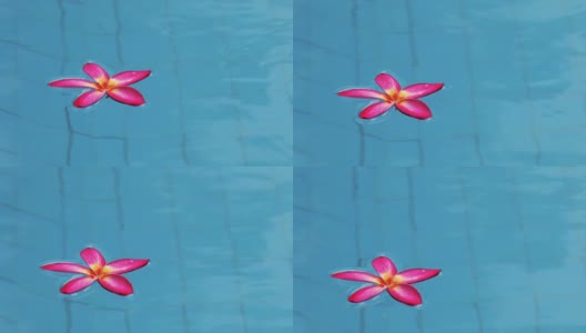 花漂浮在游泳池高清在线视频素材下载