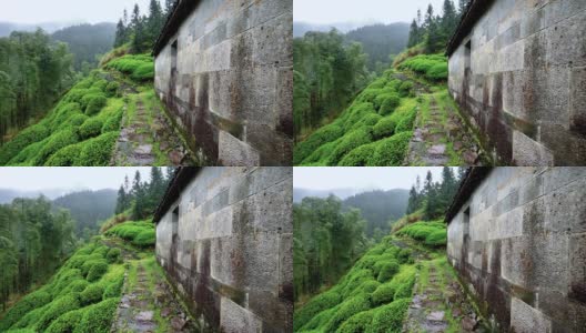 雨中婺源山的茶园，美丽的中国茶山景观，4k电影，慢镜头。高清在线视频素材下载