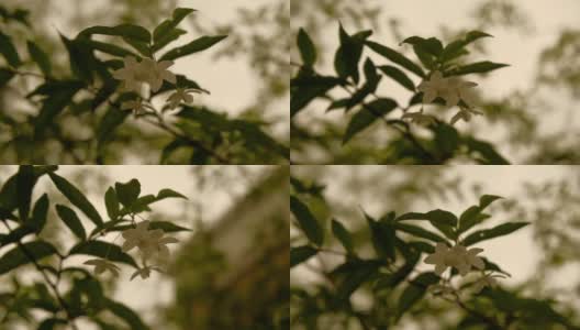 缓慢的运动。雨和白色的Wrightia religiosa花在下午和日落。感到孤独高清在线视频素材下载