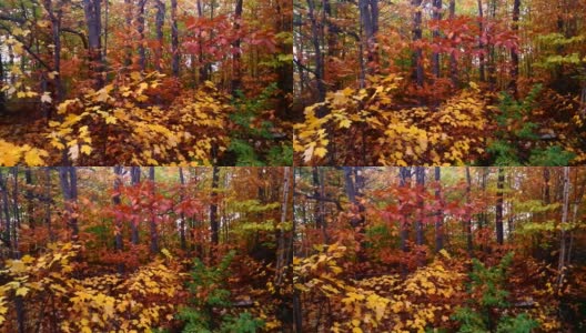 秋色自然景观透过旅客列车窗口高清在线视频素材下载