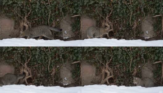 有趣的虎斑猫试图在冬天抓雪球高清在线视频素材下载