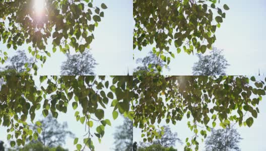 菩提树叶在风和阳光的两张照片。高清在线视频素材下载