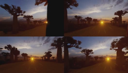 日落时分，有猴面包树和鸟儿的小路出现了剪影高清在线视频素材下载