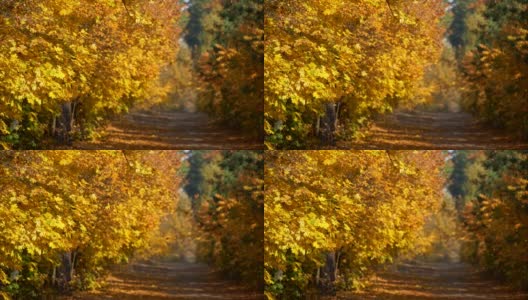 森林里的秋天。黄叶慢慢飘落。背景是宁静的森林小径。慢动作镜头高清在线视频素材下载