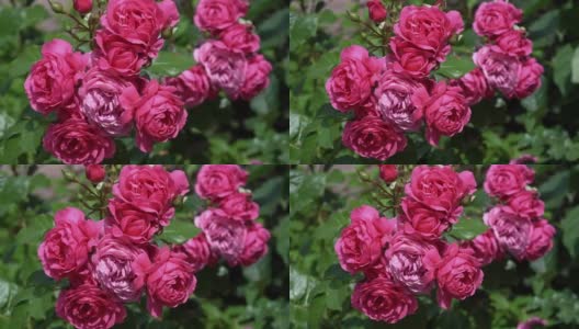 粉红色的玫瑰花被风轻轻吹动，美丽的粉红色玫瑰花高清在线视频素材下载