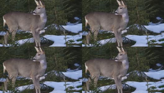 雪地里的狍。Capreolus Capreolus。冬天的野生狍。高清在线视频素材下载