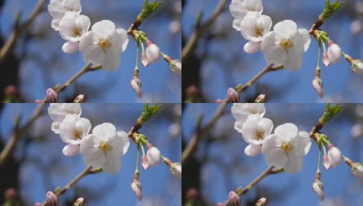 日本樱花的特写。一段粉色花朵在春天迎风摇曳的视频。高清在线视频素材下载