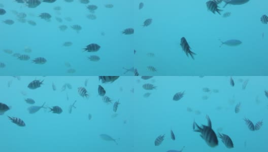 水下世界的珊瑚礁和鱼类在潜水。高清在线视频素材下载