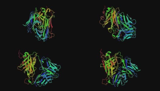 小鼠t细胞抗原受体2C克隆的1tcr条带结构。高清在线视频素材下载