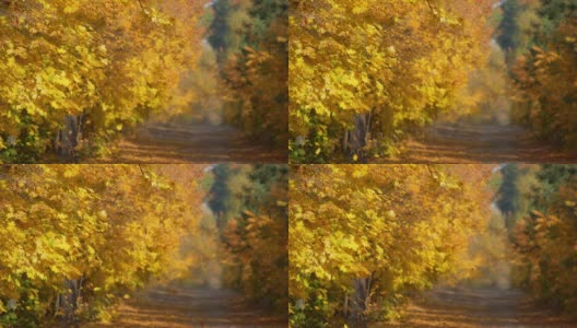 秋天的公园背景。黄叶慢慢地从秋天的树上落下。慢动作镜头高清在线视频素材下载