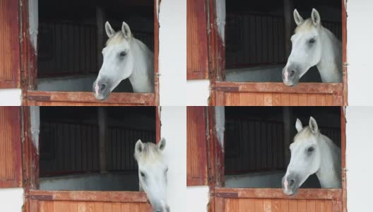 谷仓里的白马的画像高清在线视频素材下载