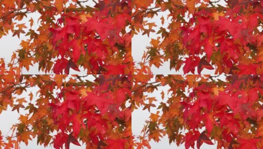 10月的秋天，红色和橙色的枫叶随风飘动。秋天大自然的概念。高清在线视频素材下载