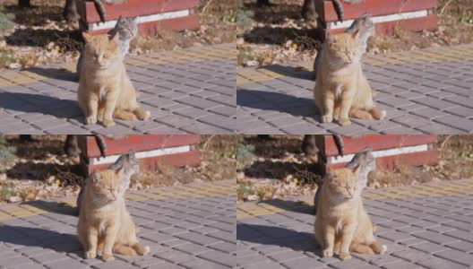 一只无家可归的姜黄色猫坐在铺路石上，晒太阳。4K高清在线视频素材下载