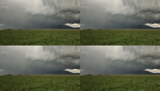 庄稼上的雷雨高清在线视频素材下载