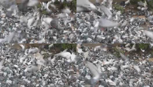 成千上万种不同的城市鸽子在巴塞罗那的街道上高清在线视频素材下载
