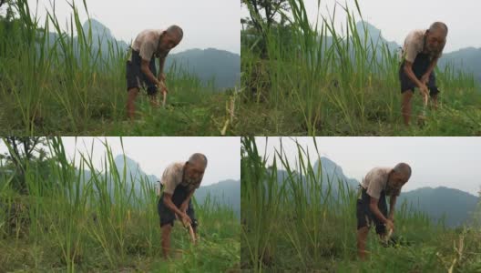 站在稻田边的中国老农高清在线视频素材下载