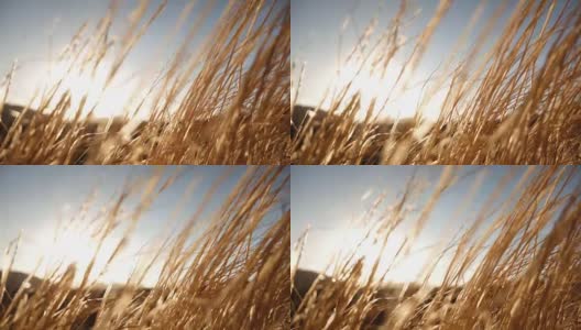 日落时草被风吹动的慢动作视频高清在线视频素材下载
