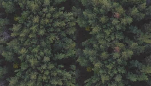 无人机在秋天的落叶针叶林上空拍摄。4 k高清在线视频素材下载