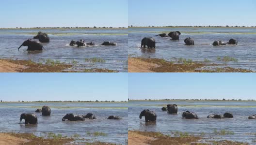非洲象家族放牧水的乐趣高清在线视频素材下载