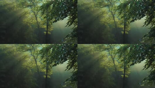 清晨森林里的树木在雨后升起了阳光高清在线视频素材下载
