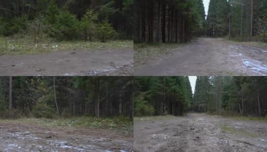 森林通道视频高清在线视频素材下载