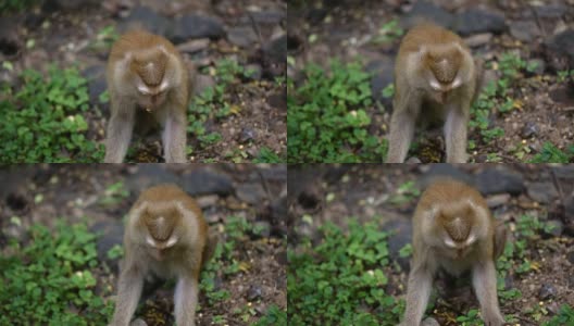 猴子生活在泰国普吉岛的一片天然森林里。高清在线视频素材下载