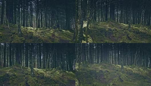 绿色的山丘上覆盖着森林。自然美。苏格兰高清在线视频素材下载